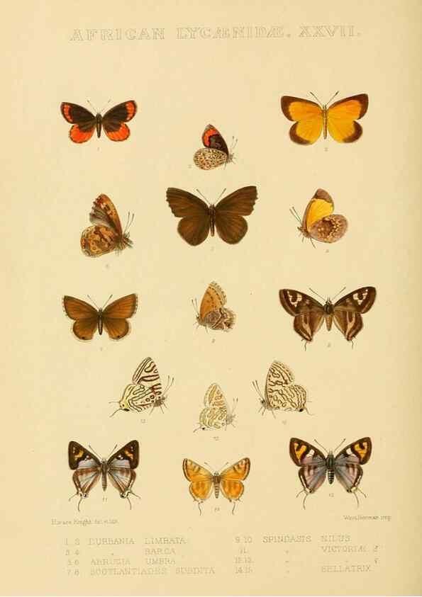 Reproducción/Reproduction 48954691077: Rhopalocera exotica. London :Gurney & Jackson,1887-1902.. 