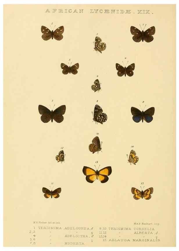 Reproducción/Reproduction 48954500256: Rhopalocera exotica. London :Gurney & Jackson,1887-1902.. 