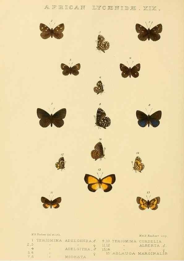 Reproducción/Reproduction 48954500256: Rhopalocera exotica. London :Gurney & Jackson,1887-1902.. 