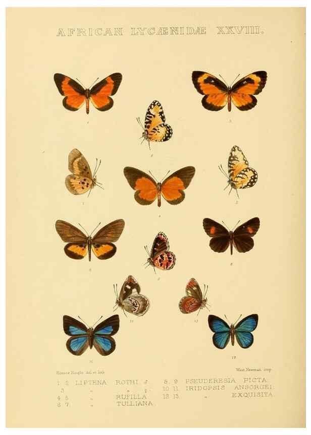 Reproducción/Reproduction 48954691497: Rhopalocera exotica. London :Gurney & Jackson,1887-1902.. 