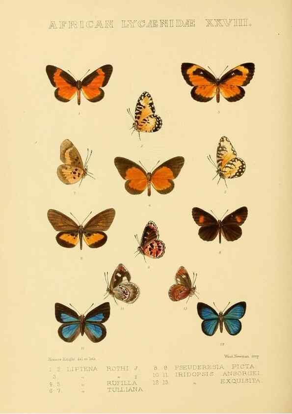 Reproducción/Reproduction 48954691497: Rhopalocera exotica. London :Gurney & Jackson,1887-1902.. 