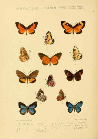 Reproducción/Reproduction 48954691497: Rhopalocera exotica. London :Gurney & Jackson,1887-1902.. 