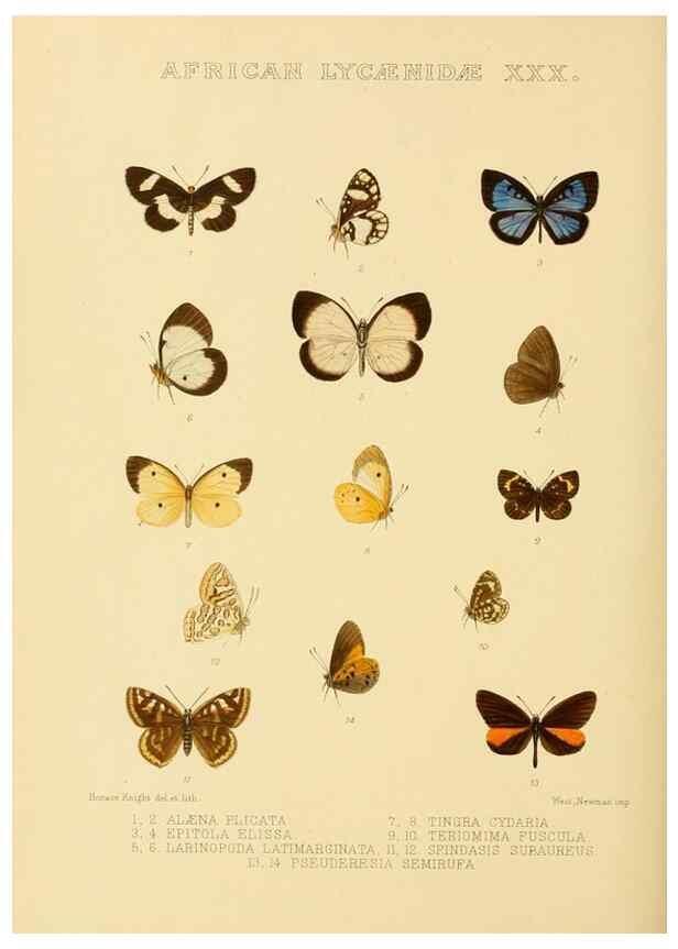 Reproducción/Reproduction 48954504756: Rhopalocera exotica. London :Gurney & Jackson,1887-1902.. 