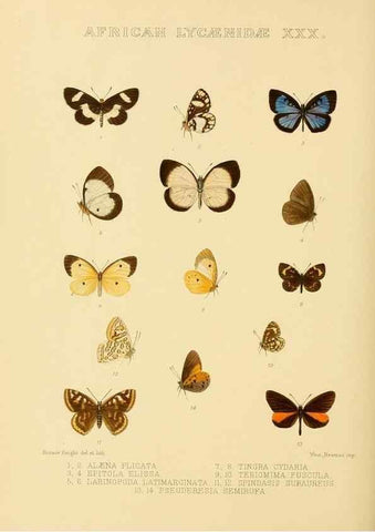 Reproducción/Reproduction 48954504756: Rhopalocera exotica. London :Gurney & Jackson,1887-1902.. 