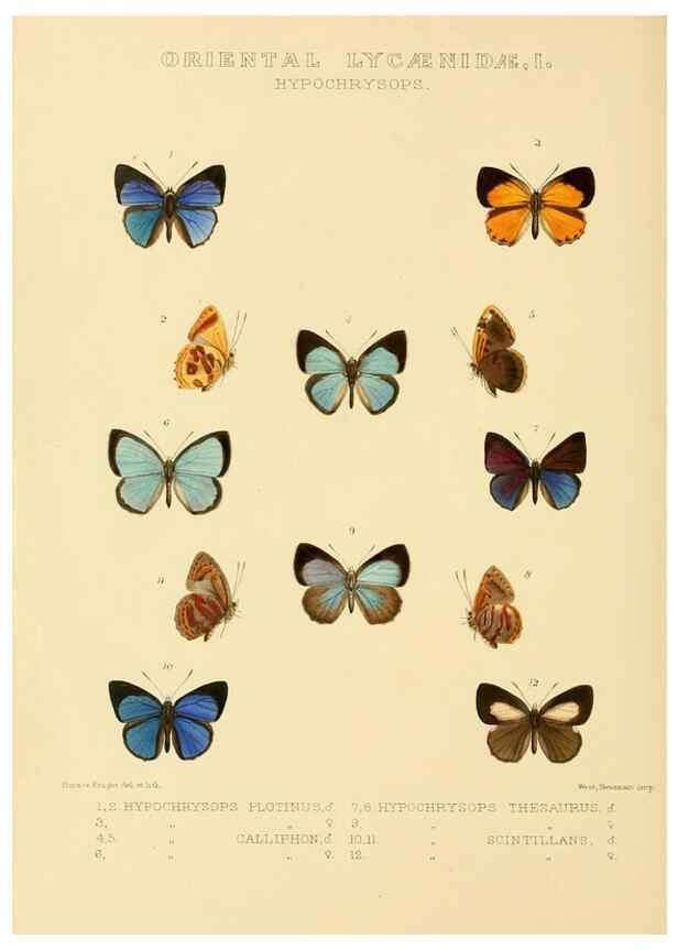 Reproducción/Reproduction 48954692592: Rhopalocera exotica. London :Gurney & Jackson,1887-1902.. 