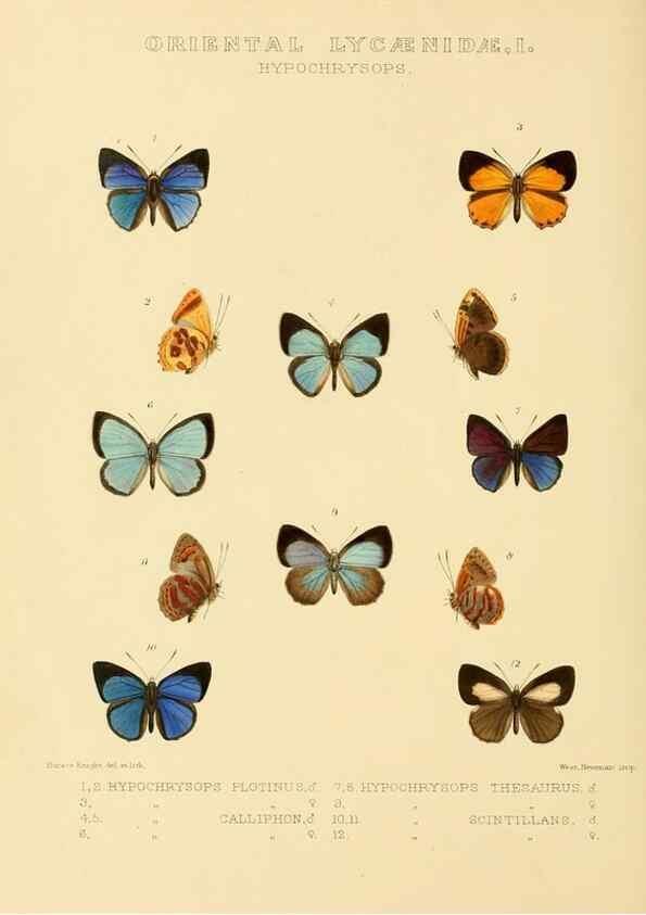 Reproducción/Reproduction 48954692592: Rhopalocera exotica. London :Gurney & Jackson,1887-1902.. 