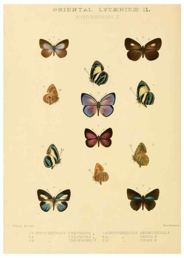 Reproducción/Reproduction 48954692957: Rhopalocera exotica. London :Gurney & Jackson,1887-1902.. 