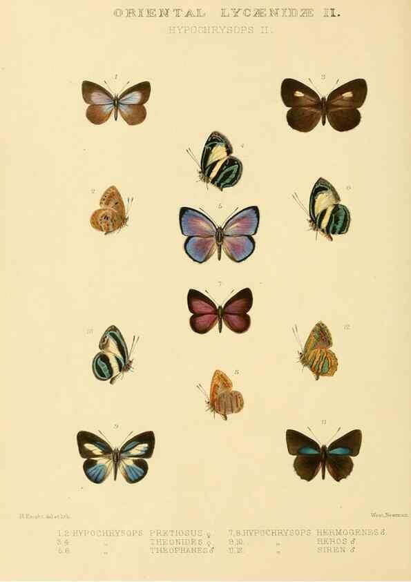 Reproducción/Reproduction 48954692957: Rhopalocera exotica. London :Gurney & Jackson,1887-1902.. 