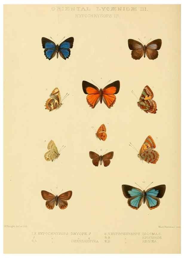 Reproducción/Reproduction 48954505796: Rhopalocera exotica. London :Gurney & Jackson,1887-1902.. 