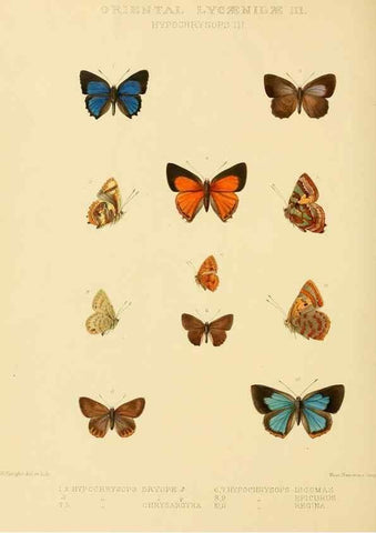 Reproducción/Reproduction 48954505796: Rhopalocera exotica. London :Gurney & Jackson,1887-1902.. 