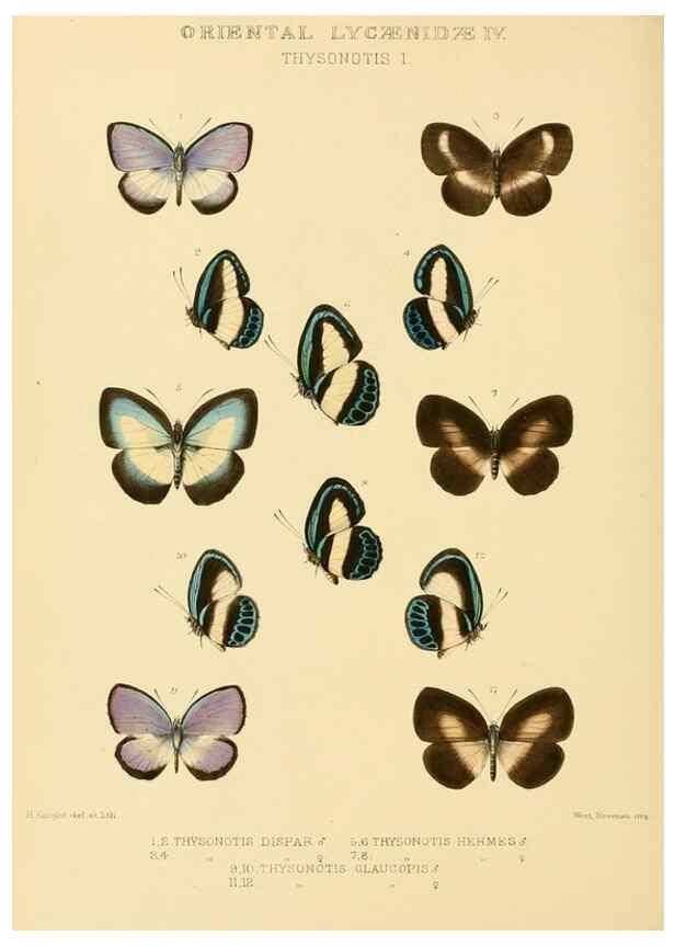 Reproducción/Reproduction 48954693757: Rhopalocera exotica. London :Gurney & Jackson,1887-1902.. 