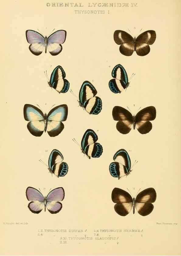 Reproducción/Reproduction 48954693757: Rhopalocera exotica. London :Gurney & Jackson,1887-1902.. 