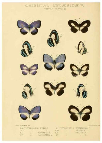 Reproducción/Reproduction 48954694227: Rhopalocera exotica. London :Gurney & Jackson,1887-1902.. 