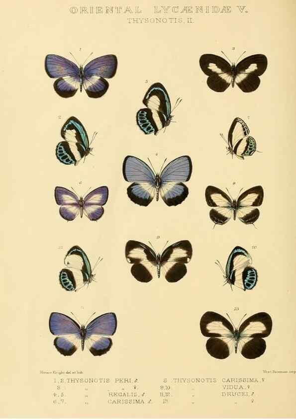Reproducción/Reproduction 48954694227: Rhopalocera exotica. London :Gurney & Jackson,1887-1902.. 