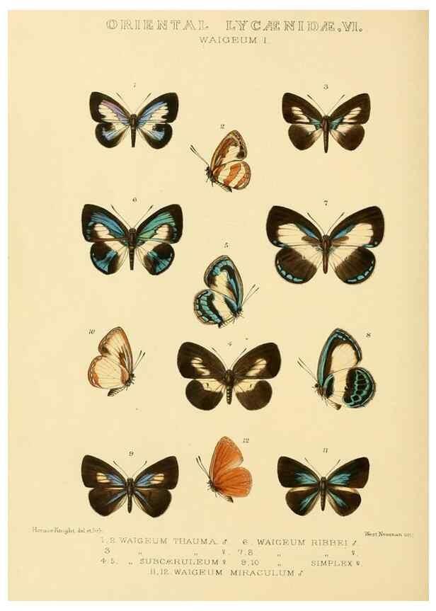 Reproducción/Reproduction 48954694697: Rhopalocera exotica. London :Gurney & Jackson,1887-1902.. 