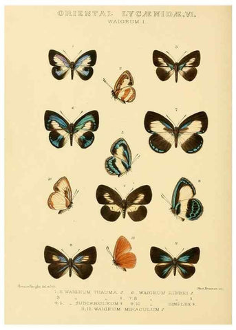 Reproducción/Reproduction 48954694697: Rhopalocera exotica. London :Gurney & Jackson,1887-1902.. 