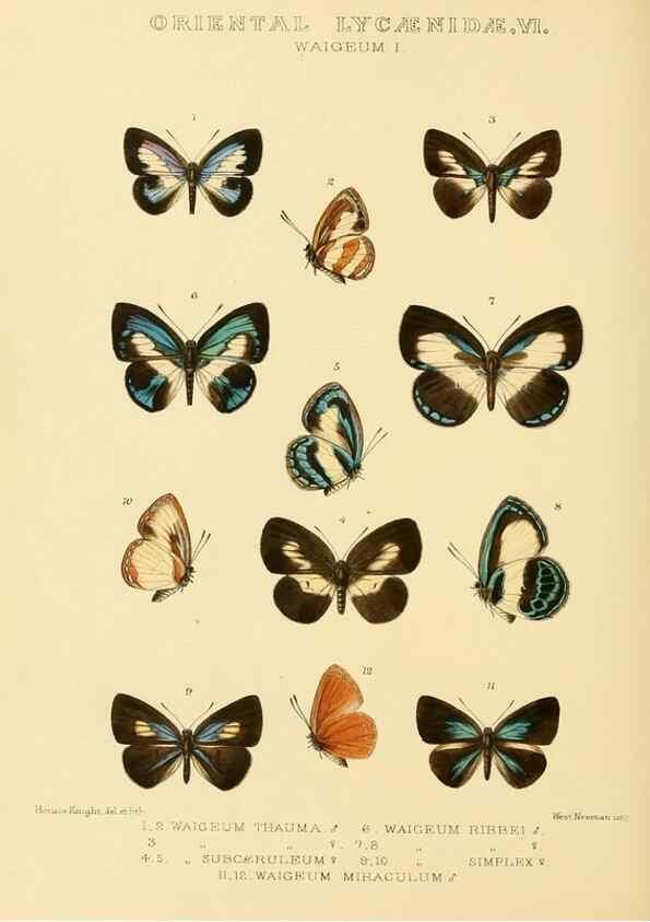 Reproducción/Reproduction 48954694697: Rhopalocera exotica. London :Gurney & Jackson,1887-1902.. 