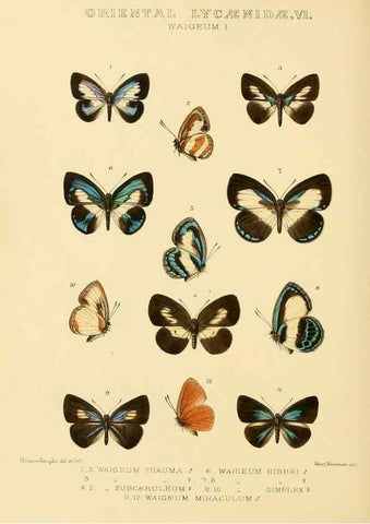 Reproducción/Reproduction 48954694697: Rhopalocera exotica. London :Gurney & Jackson,1887-1902.. 