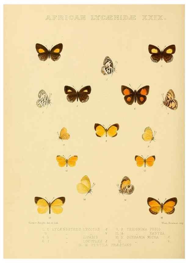 Reproducción/Reproduction 48954691857: Rhopalocera exotica. London :Gurney & Jackson,1887-1902.. 