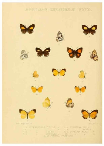 Reproducción/Reproduction 48954691857: Rhopalocera exotica. London :Gurney & Jackson,1887-1902.. 