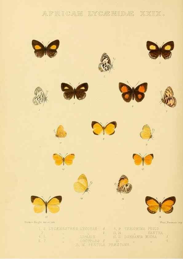 Reproducción/Reproduction 48954691857: Rhopalocera exotica. London :Gurney & Jackson,1887-1902.. 