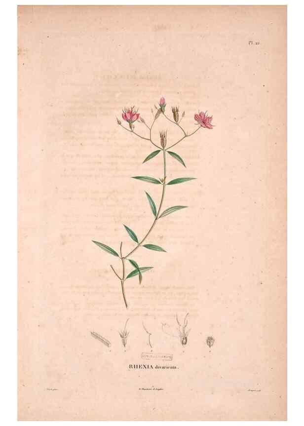Reproducción/Reproduction 48979697721: Monographie des melastomacées,. Londres,Gide,1833.. 