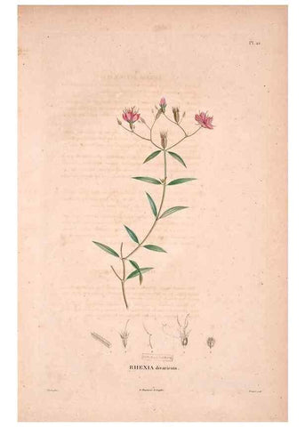 Reproducción/Reproduction 48979697721: Monographie des melastomacées,. Londres,Gide,1833.. 