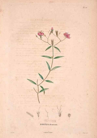 Reproducción/Reproduction 48979697721: Monographie des melastomacées,. Londres,Gide,1833.. 