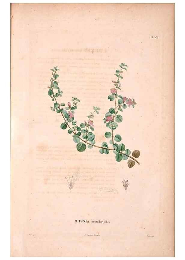 Reproducción/Reproduction 48979876317: Monographie des melastomacées,. Londres,Gide,1833.. 