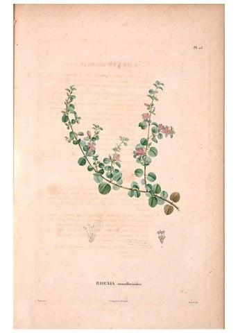 Reproducción/Reproduction 48979876317: Monographie des melastomacées,. Londres,Gide,1833.. 
