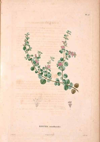 Reproducción/Reproduction 48979876317: Monographie des melastomacées,. Londres,Gide,1833.. 