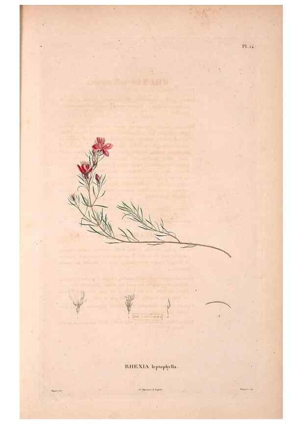 Reproducción/Reproduction 48979876492: Monographie des melastomacées,. Londres,Gide,1833.. 
