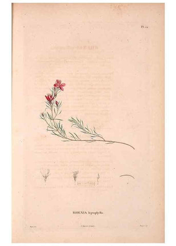 Reproducción/Reproduction 48979876492: Monographie des melastomacées,. Londres,Gide,1833.. 