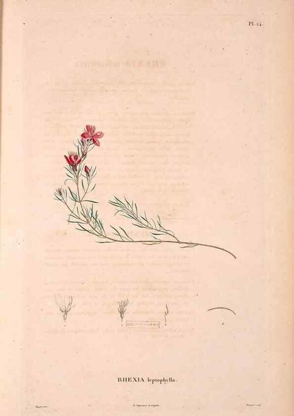 Reproducción/Reproduction 48979876492: Monographie des melastomacées,. Londres,Gide,1833.. 