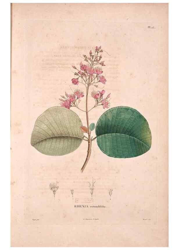 Reproducción/Reproduction 48979876697: Monographie des melastomacées,. Londres,Gide,1833.. 