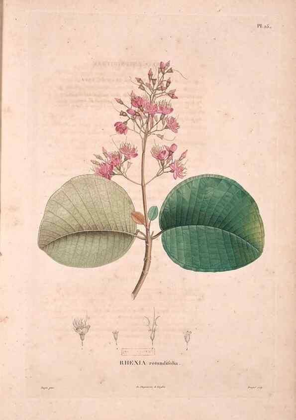Reproducción/Reproduction 48979876697: Monographie des melastomacées,. Londres,Gide,1833.. 