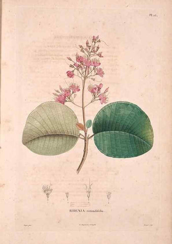 Reproducción/Reproduction 48979876697: Monographie des melastomacées,. Londres,Gide,1833.. 