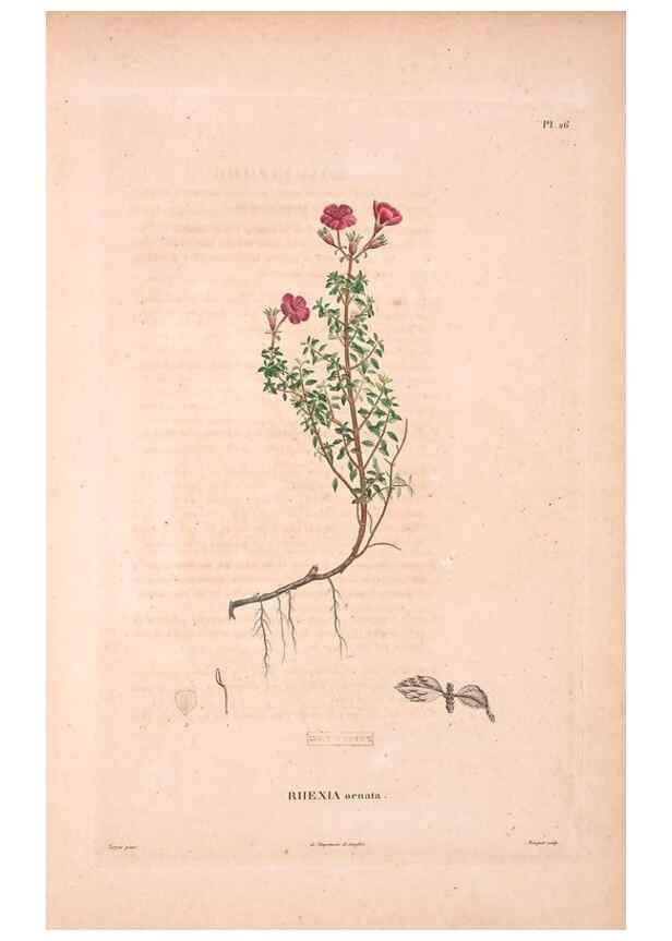 Reproducción/Reproduction 48979876907: Monographie des melastomacées,. Londres,Gide,1833.. 