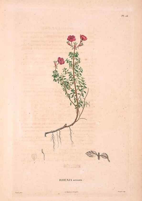 Reproducción/Reproduction 48979876907: Monographie des melastomacées,. Londres,Gide,1833.. 