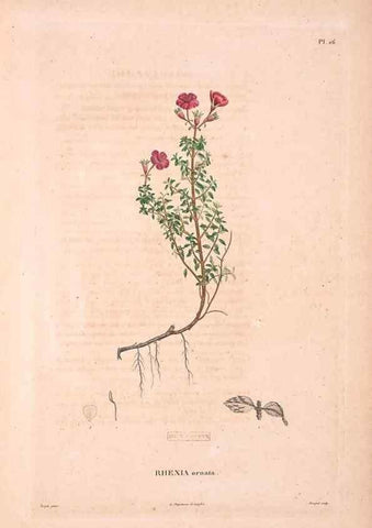 Reproducción/Reproduction 48979876907: Monographie des melastomacées,. Londres,Gide,1833.. 
