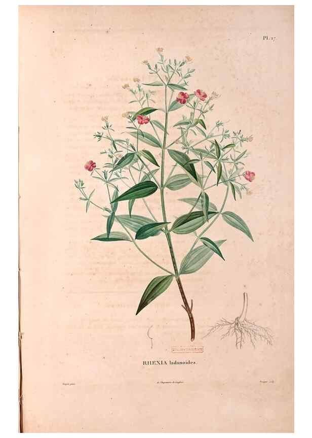 Reproducción/Reproduction 48979698646: Monographie des melastomacées,. Londres,Gide,1833.. 
