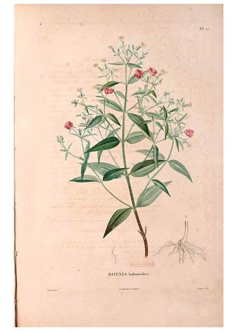 Reproducción/Reproduction 48979698646: Monographie des melastomacées,. Londres,Gide,1833.. 