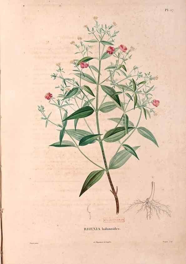 Reproducción/Reproduction 48979698646: Monographie des melastomacées,. Londres,Gide,1833.. 