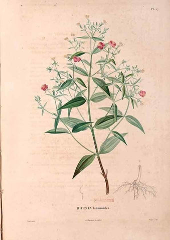 Reproducción/Reproduction 48979698646: Monographie des melastomacées,. Londres,Gide,1833.. 