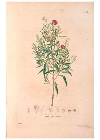 Reproducción/Reproduction 48979139788: Monographie des melastomacées,. Londres,Gide,1833.. 