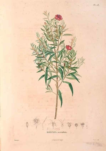 Reproducción/Reproduction 48979139788: Monographie des melastomacées,. Londres,Gide,1833.. 