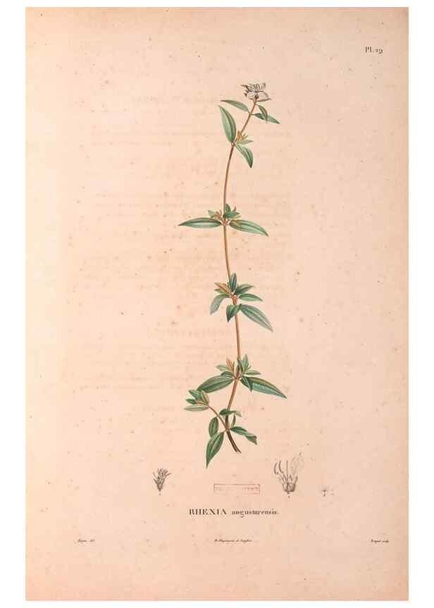 Reproducción/Reproduction 48979877477: Monographie des melastomacées,. Londres,Gide,1833.. 