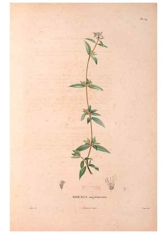 Reproducción/Reproduction 48979877477: Monographie des melastomacées,. Londres,Gide,1833.. 