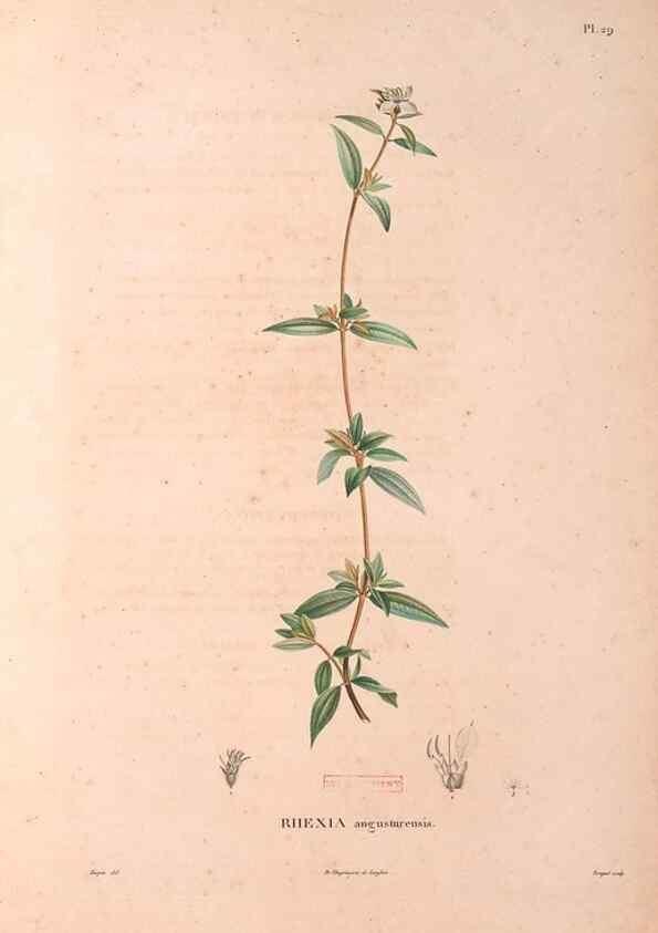 Reproducción/Reproduction 48979877477: Monographie des melastomacées,. Londres,Gide,1833.. 