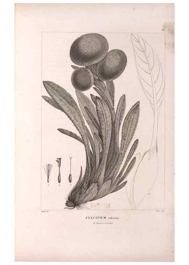 Reproducción/Reproduction 48979140223: Monographie des melastomacées,. Londres,Gide,1833.. 